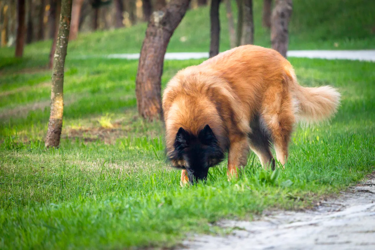 Cão da Serra da Estrela
