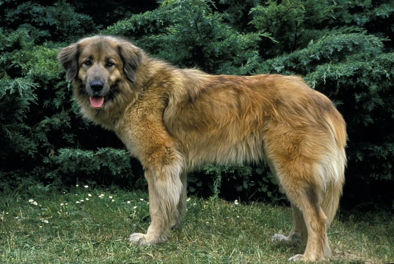 Cão da Serra da Estrela