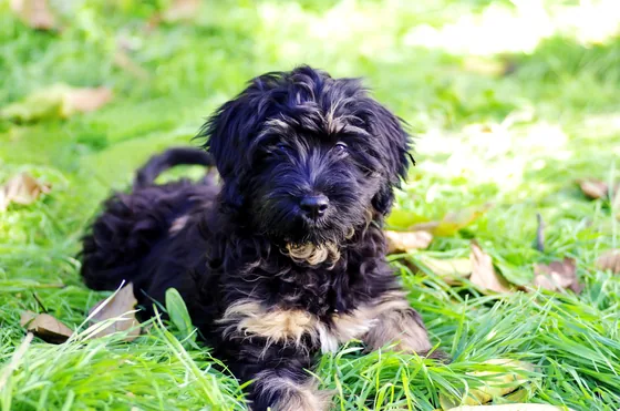 Cão da Serra de Aires