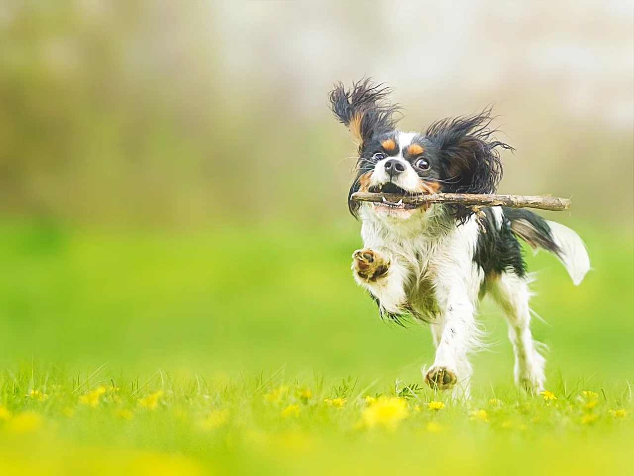 Cavalier King Charles Spaniel