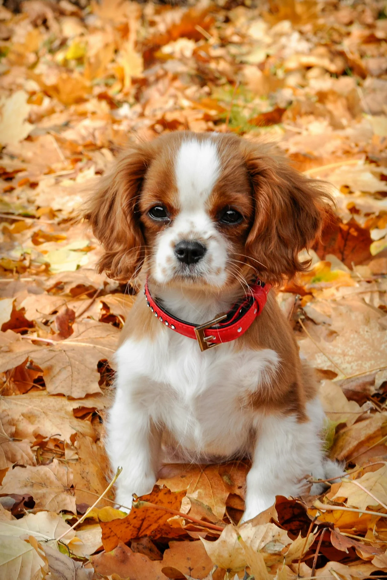 Cavalier King Charles Spaniel