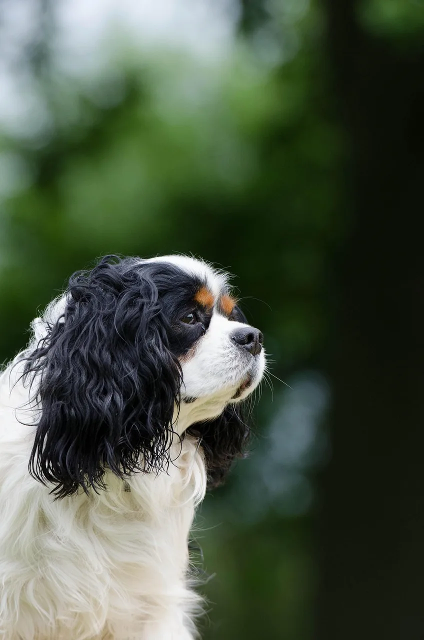 Cavalier King Charles Spaniel