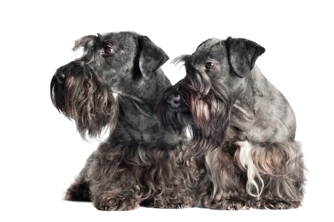 Cesky Terrier