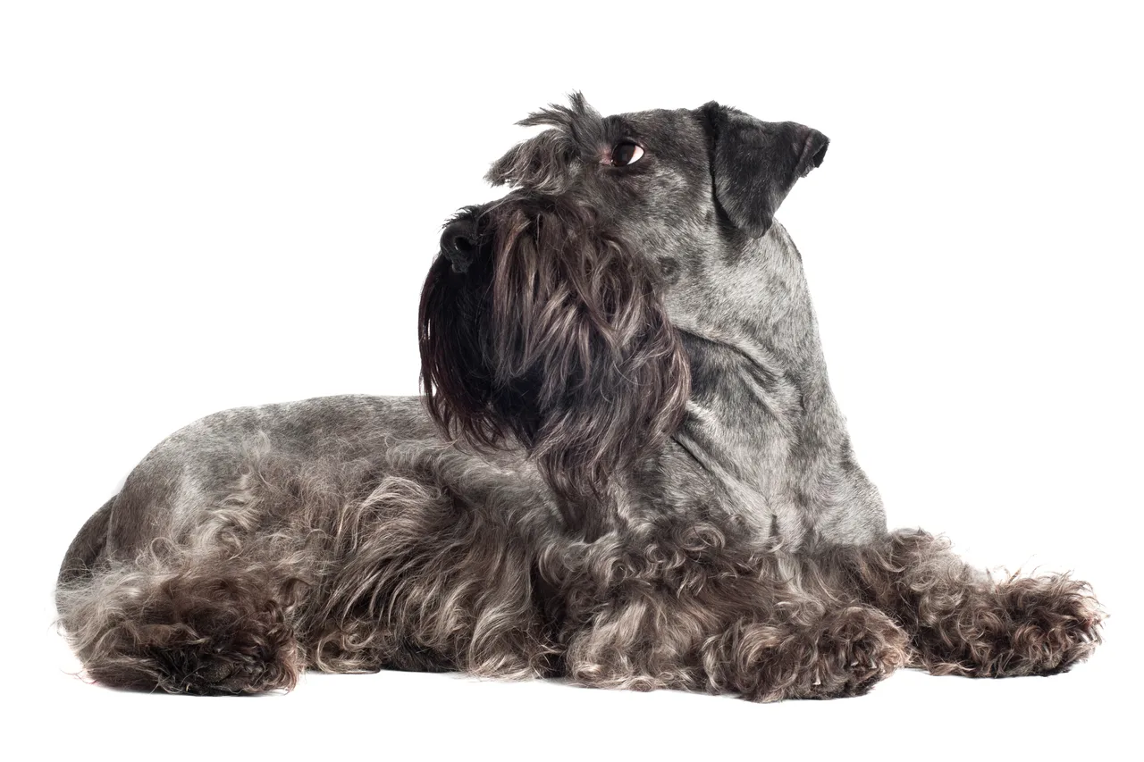 Cesky Terrier