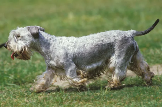Cesky Terrier