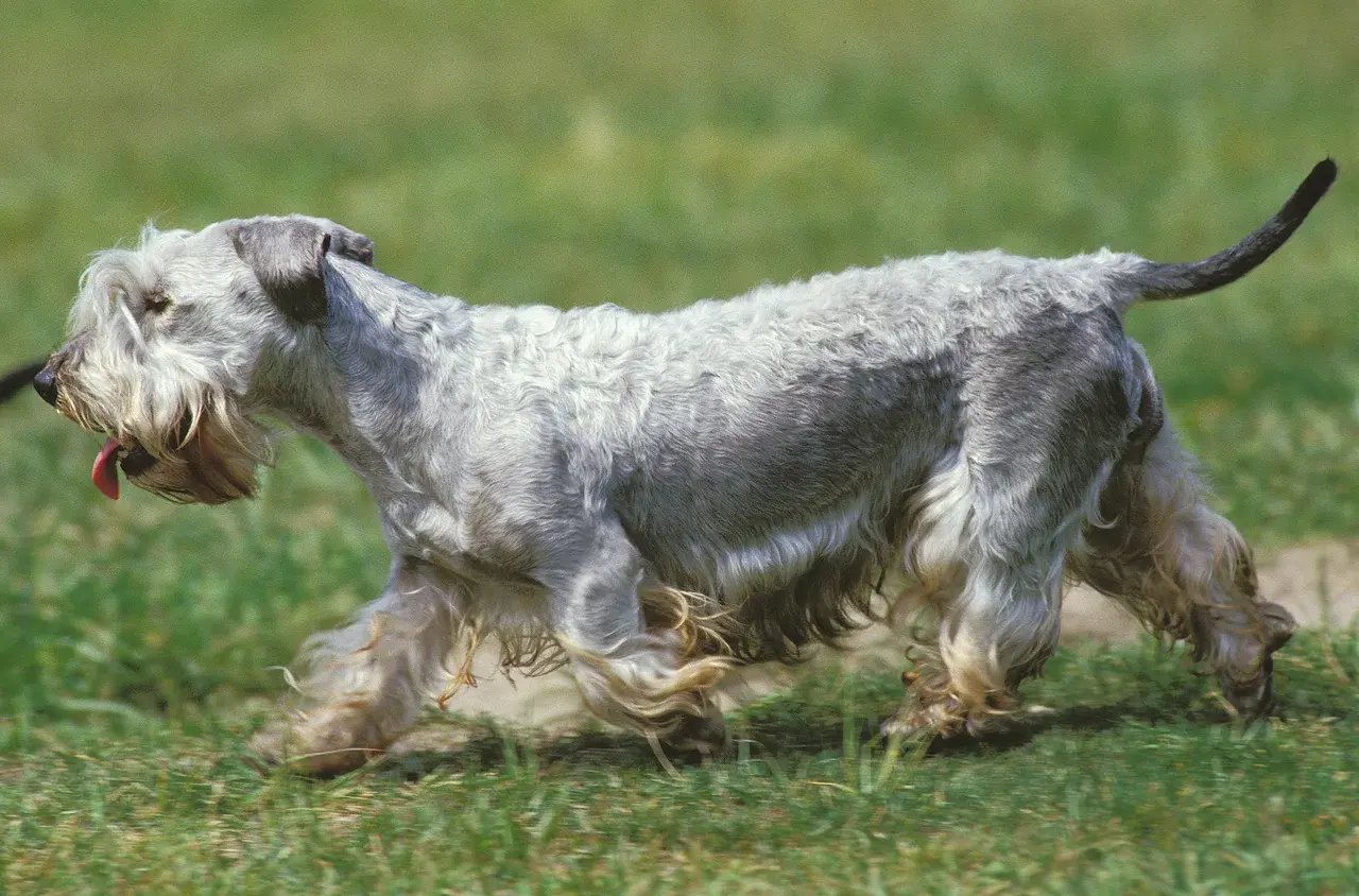Cesky Terrier