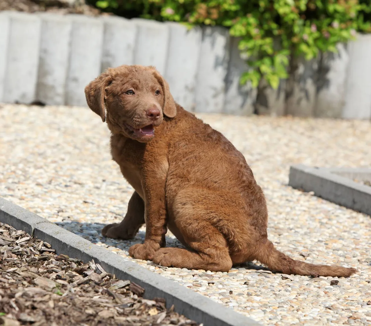 Chesapeake Bay Retriever