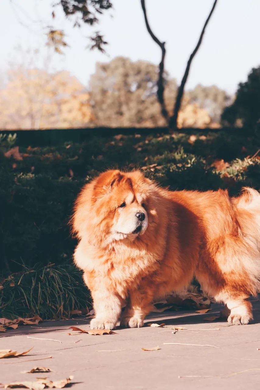 Chow Chow