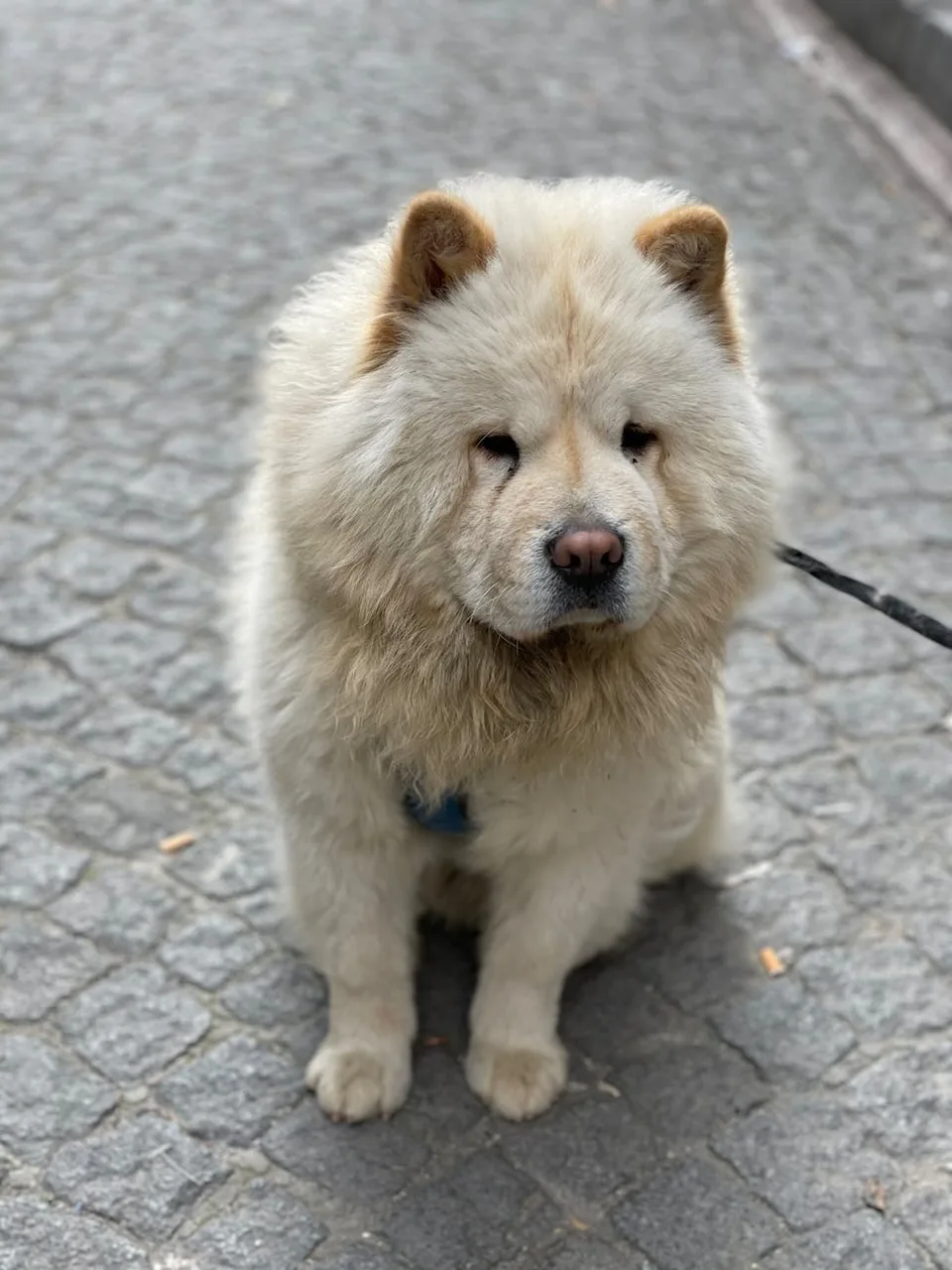 Chow Chow
