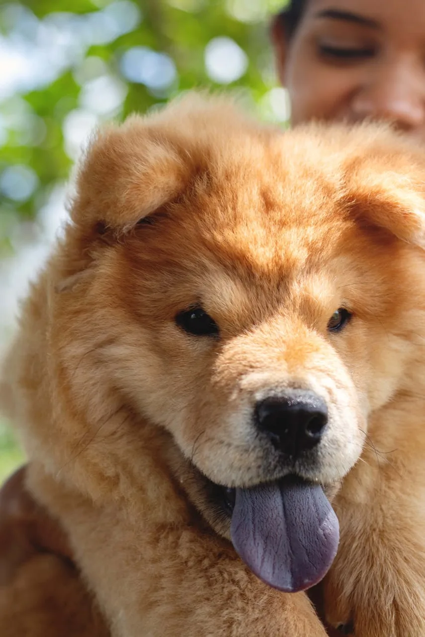 Chow Chow pup