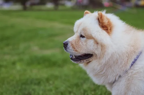 Chow Chow