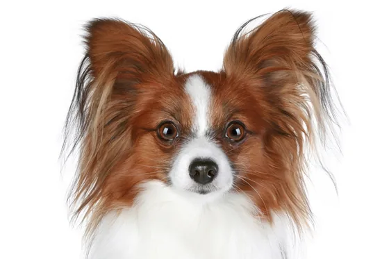 Continentale Dwergspaniël (Papillon en Phalène)