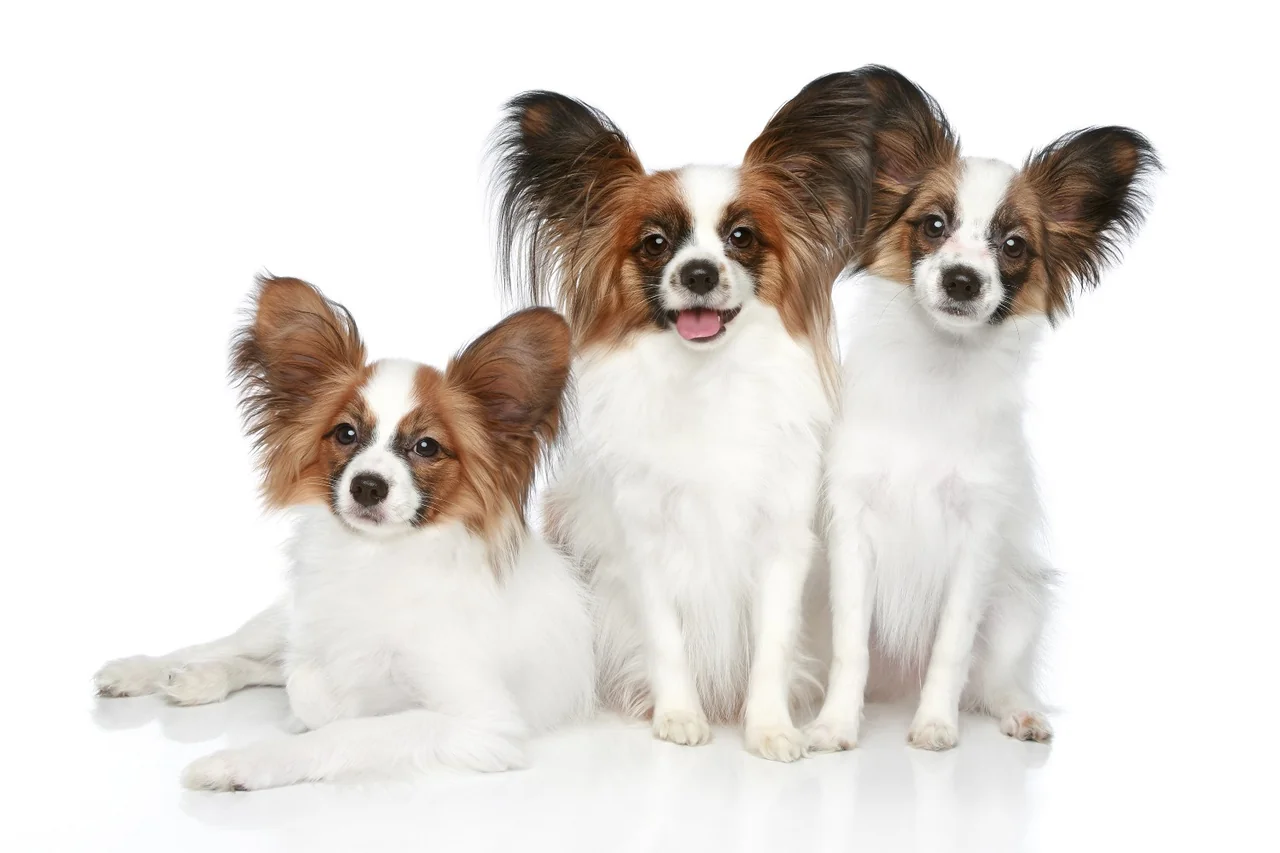 Continentale Dwergspaniël (Papillon en Phalène)