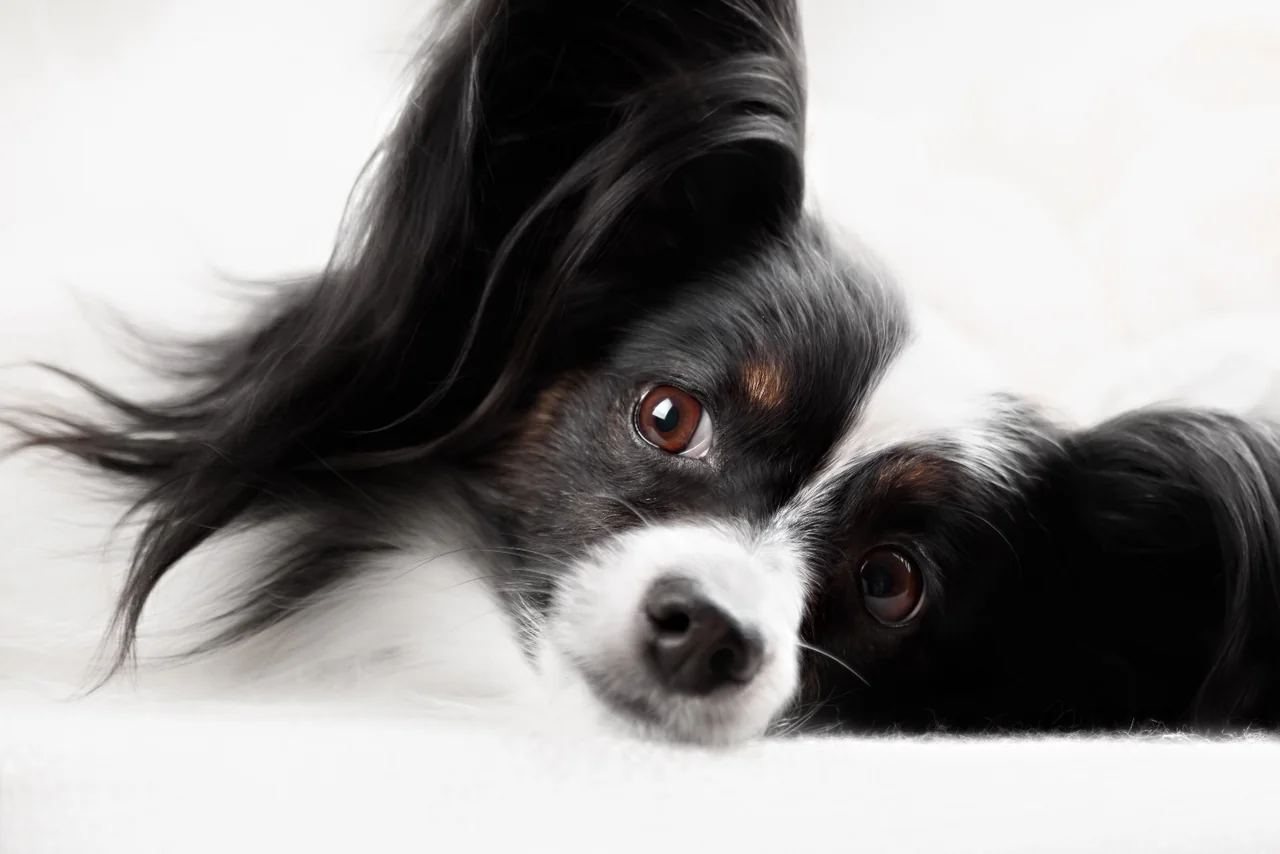 Continentale Dwergspaniël (Papillon en Phalène)