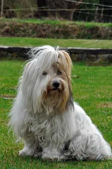 Coton de Tuléar