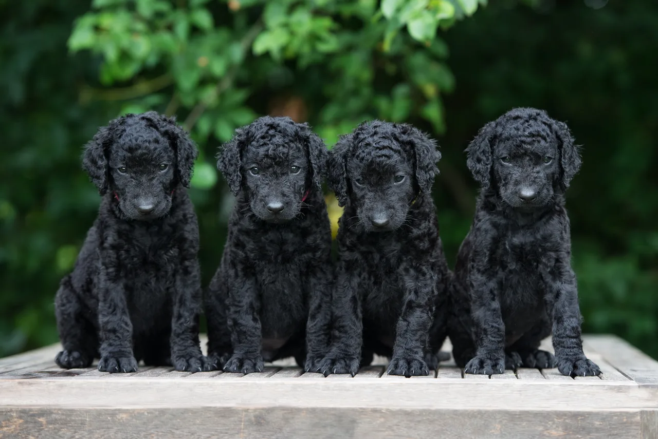 Curly Coated Retriever
