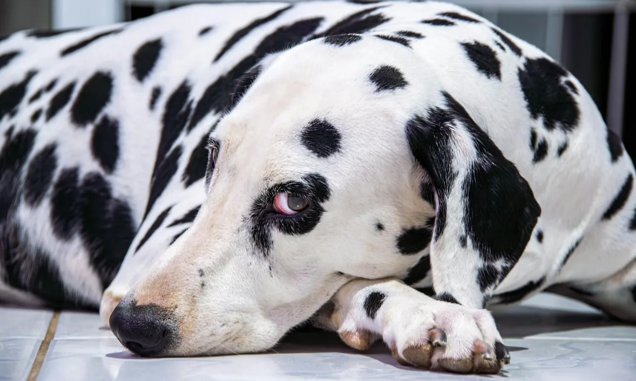 Dalmatiër