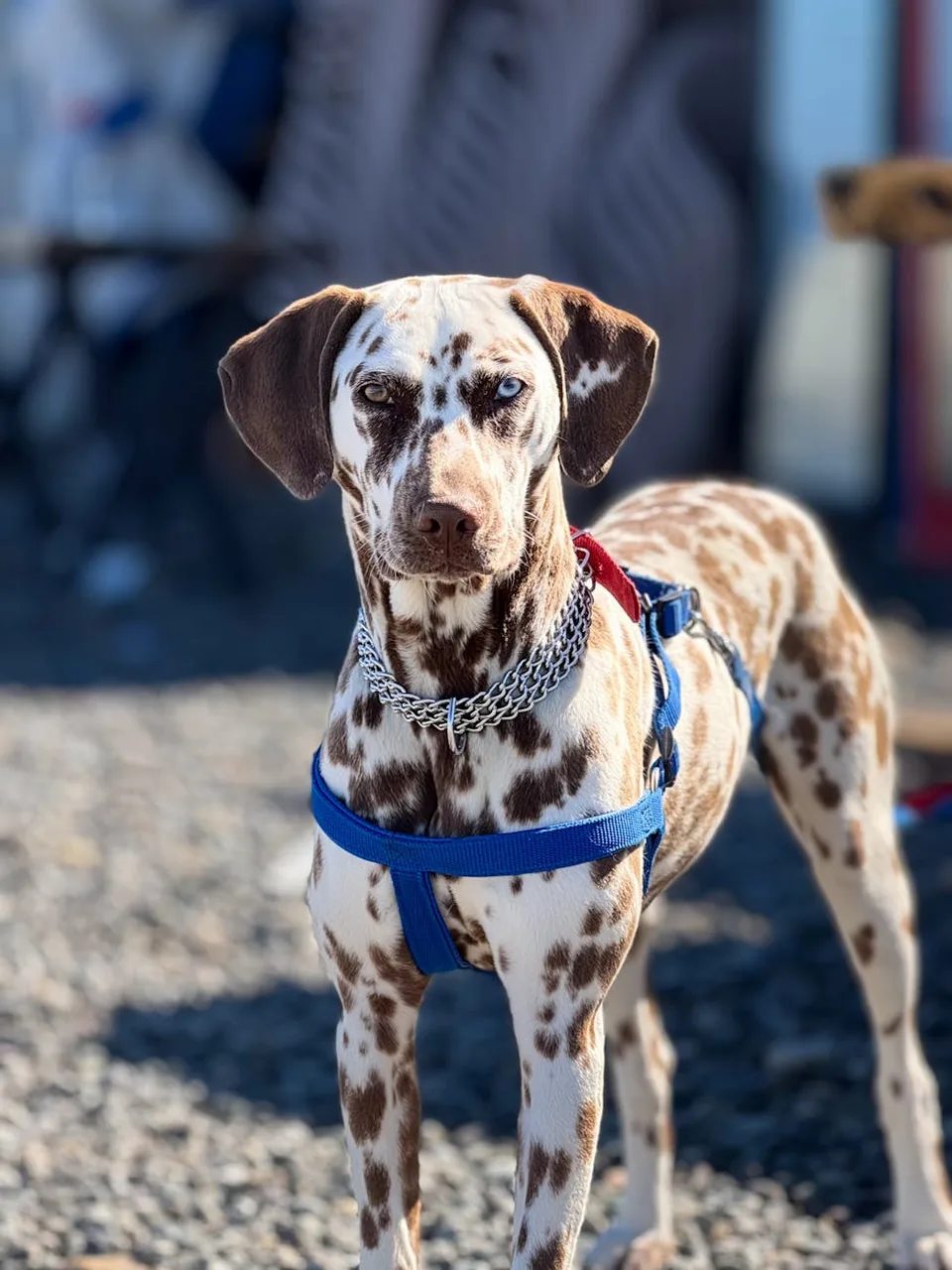 Dalmatiër