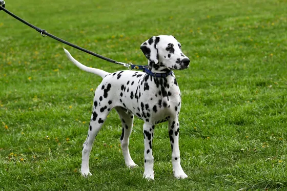Dalmatiër