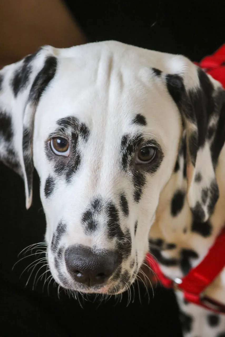 Dalmatiër pup