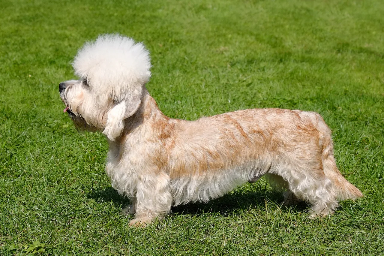 Dandie Dinmont Terrier