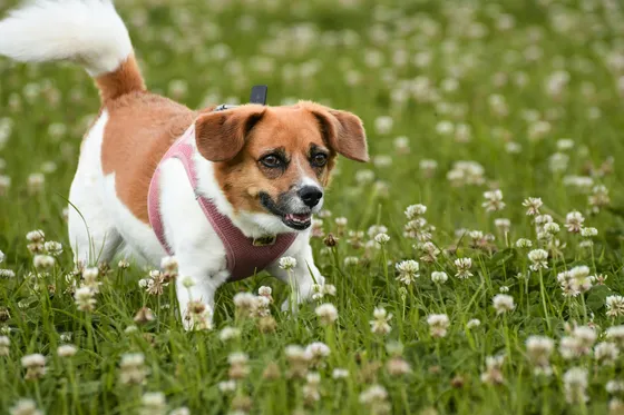 Deens-Zweedse Boerderijhond