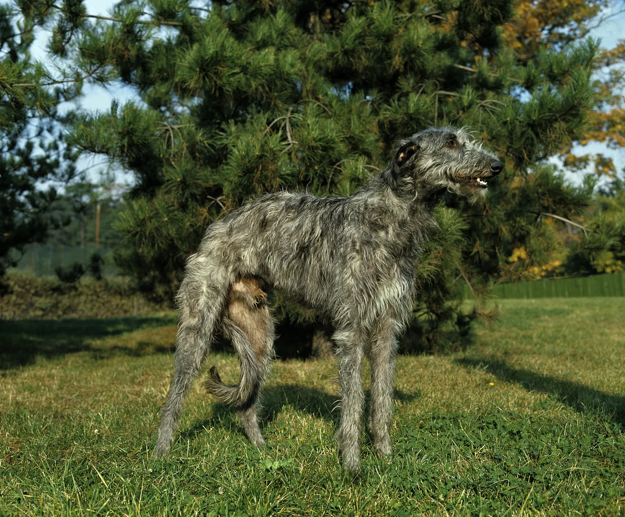 Deerhound