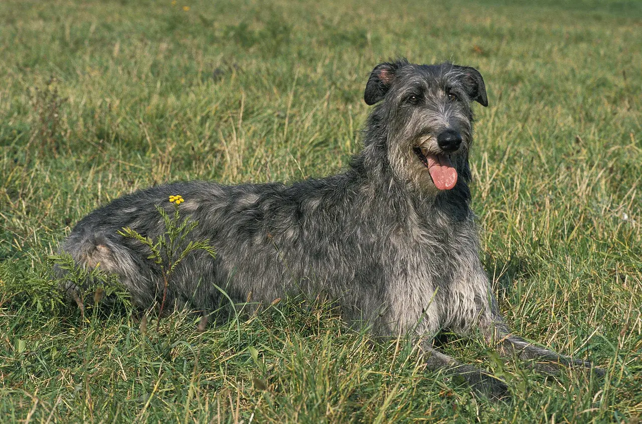 Deerhound