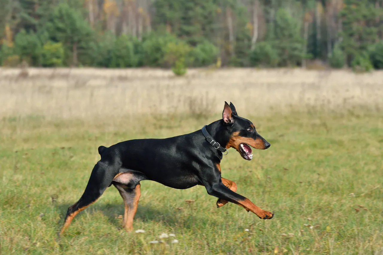 Dobermann