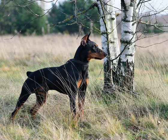 Dobermann