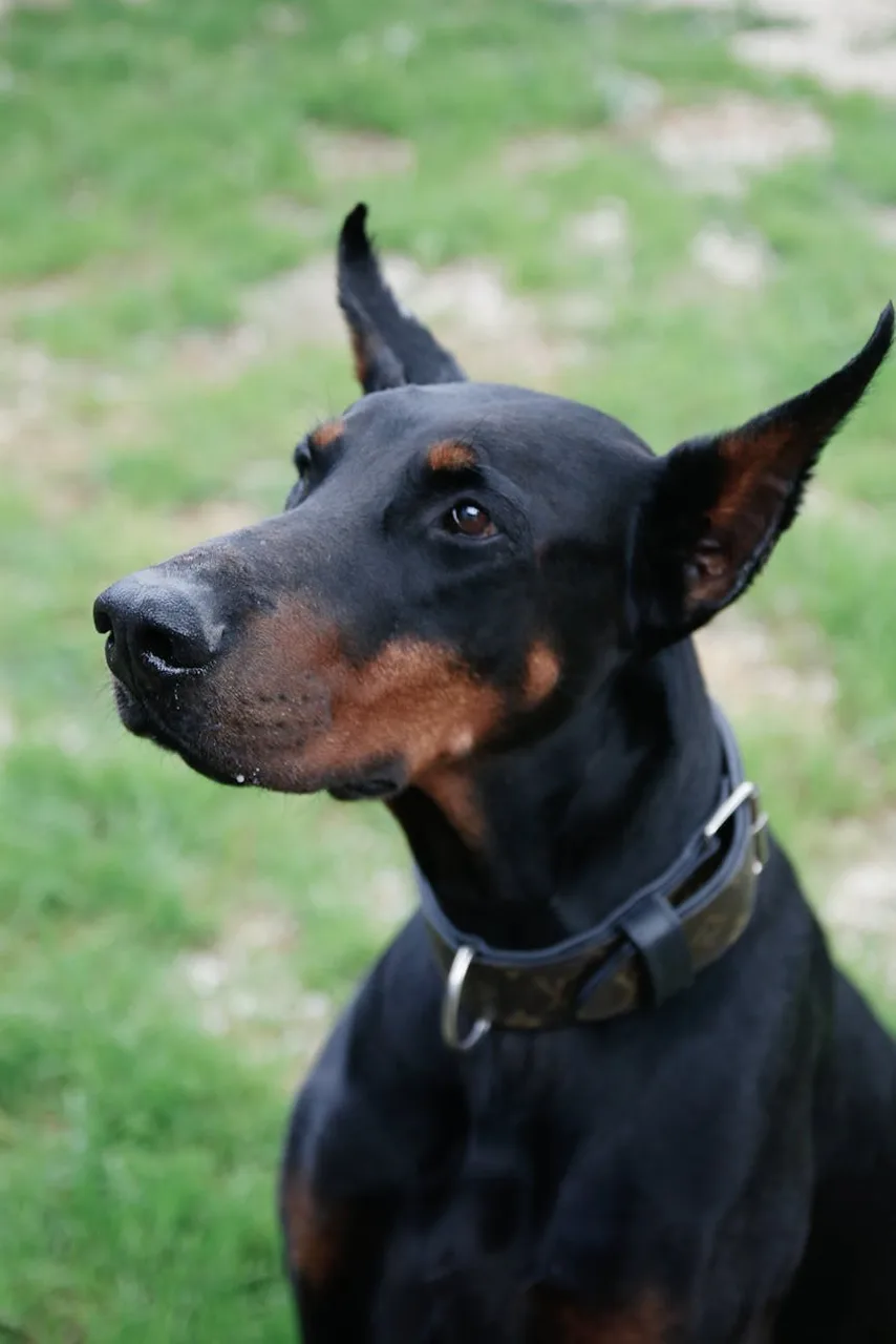 Dobermann