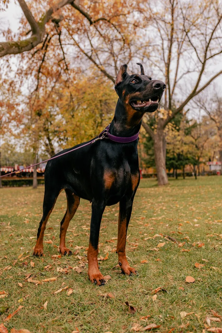 Dobermann
