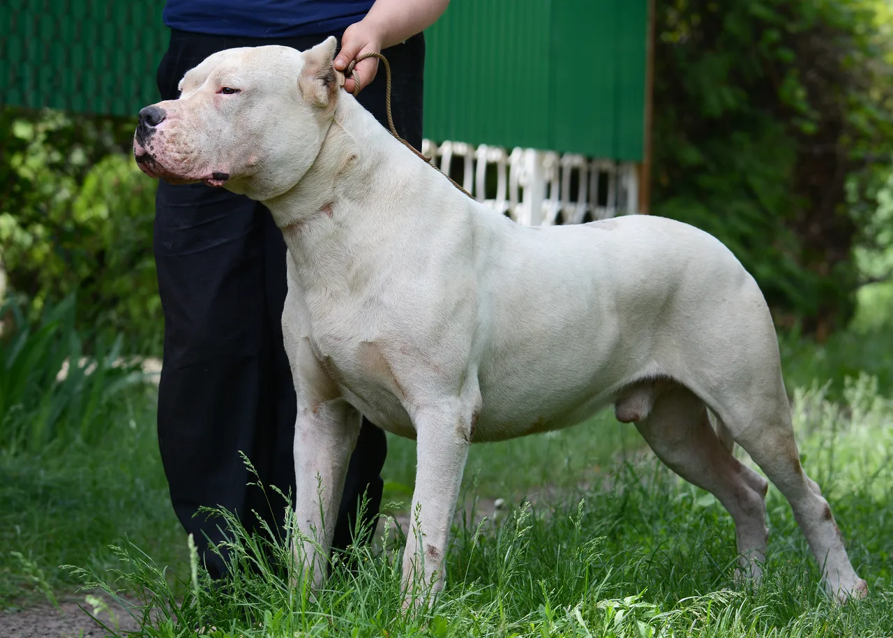 Dogo Argentino