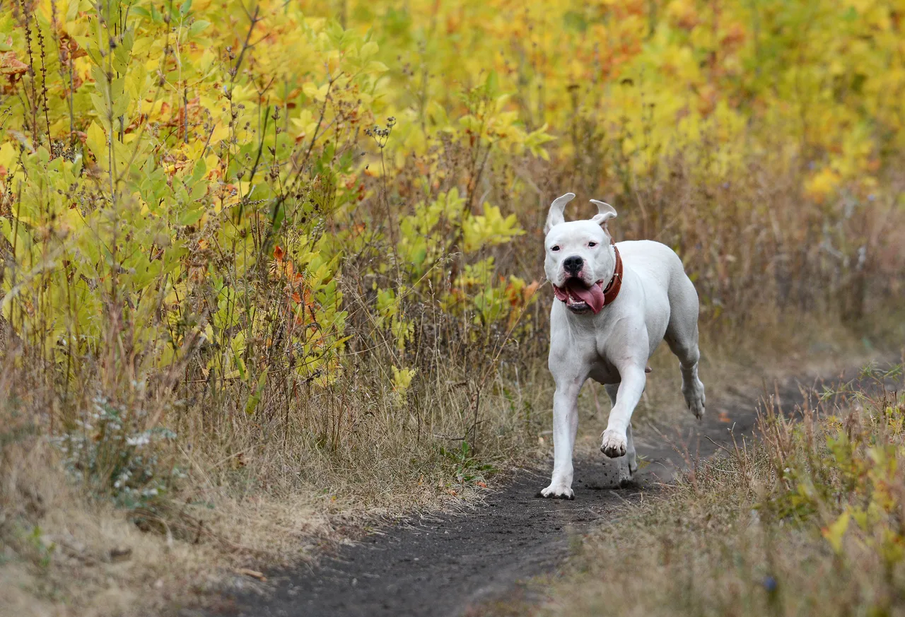 Dogo Argentino