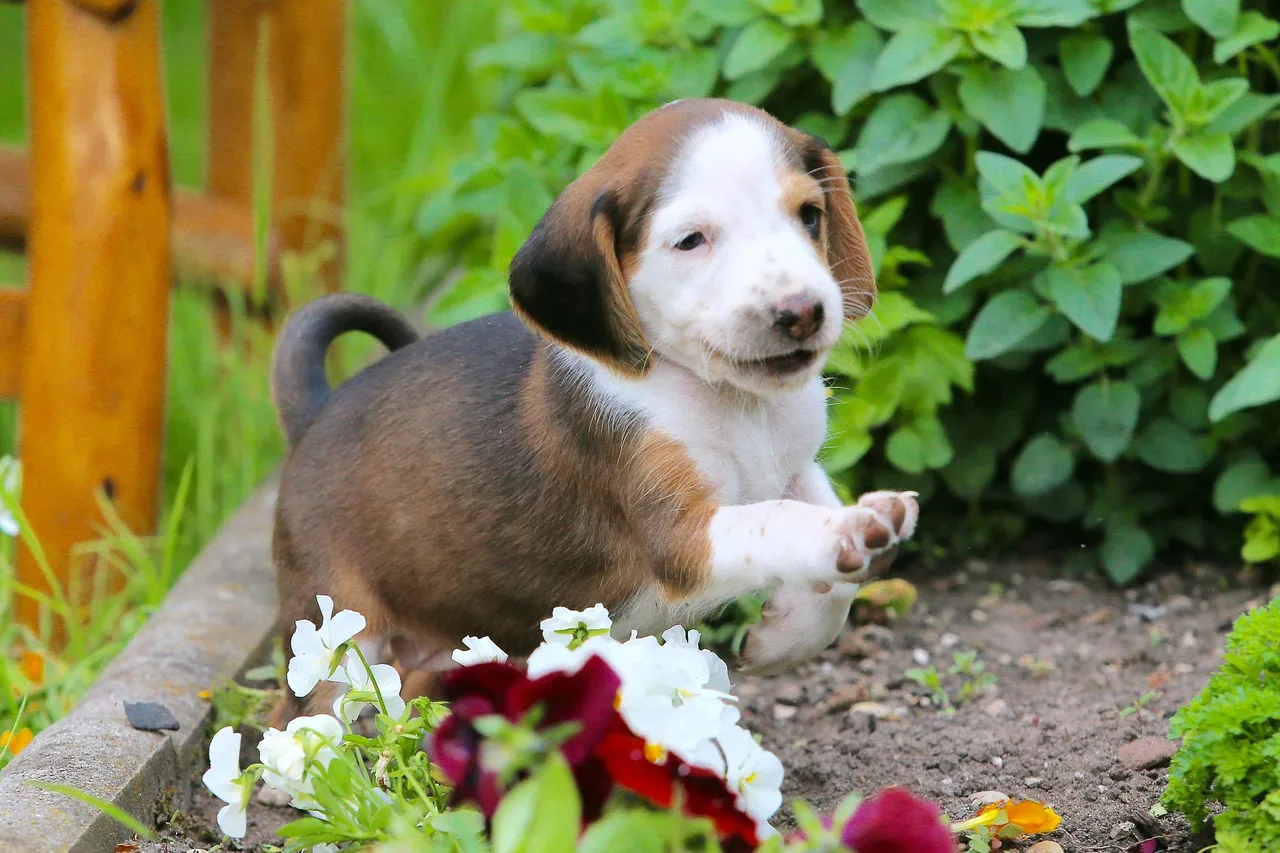 Duitse Brak pup