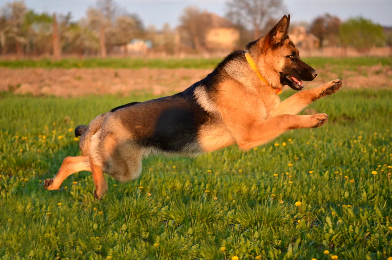 Duitse Herder