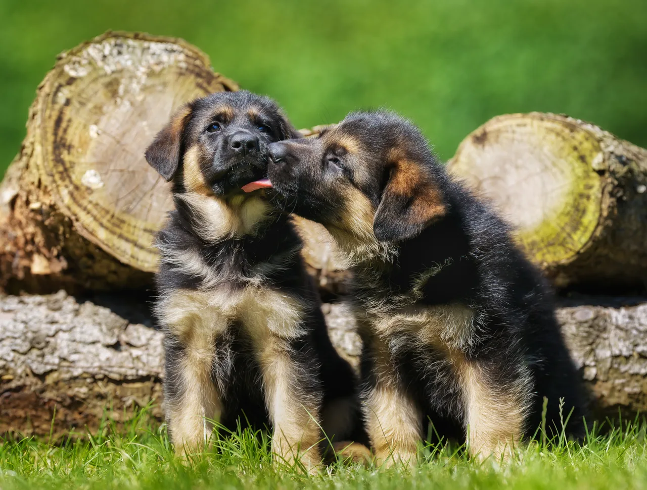 Duitse Herder