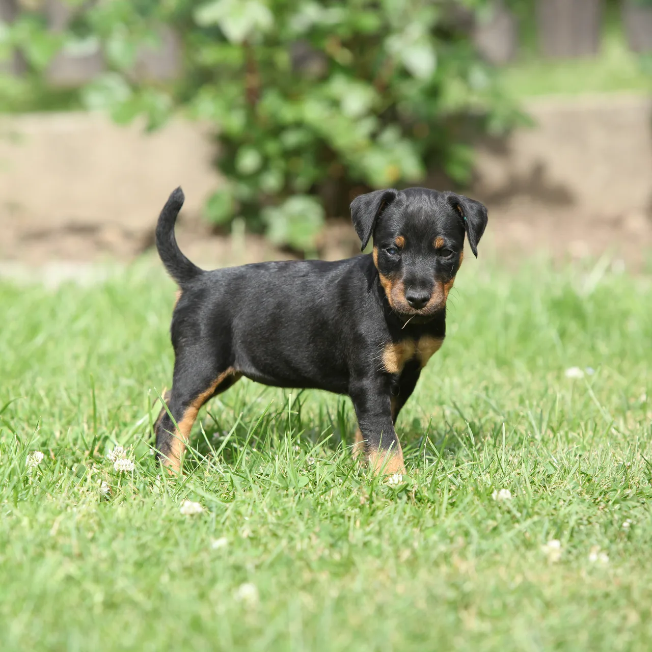 Duitse Jachtterrier pup