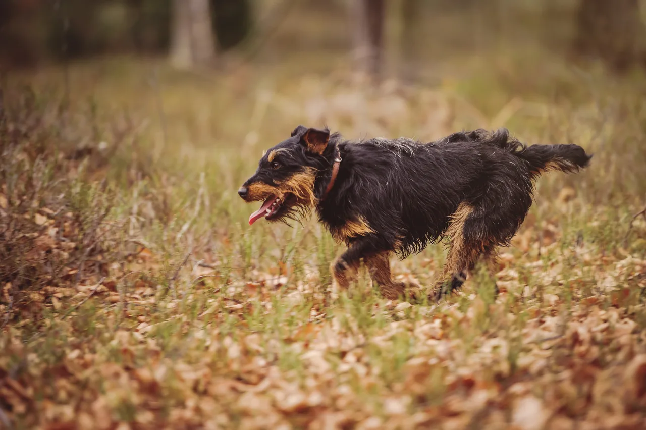 Duitse Jachtterrier