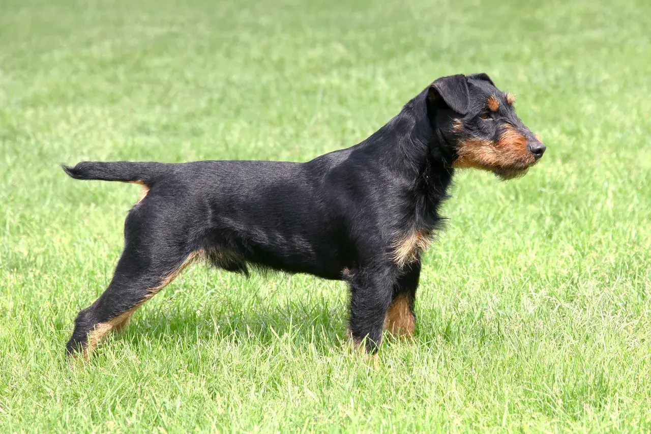 Duitse Jachtterrier