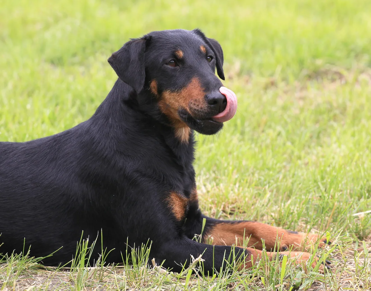 Duitse Jachtterrier