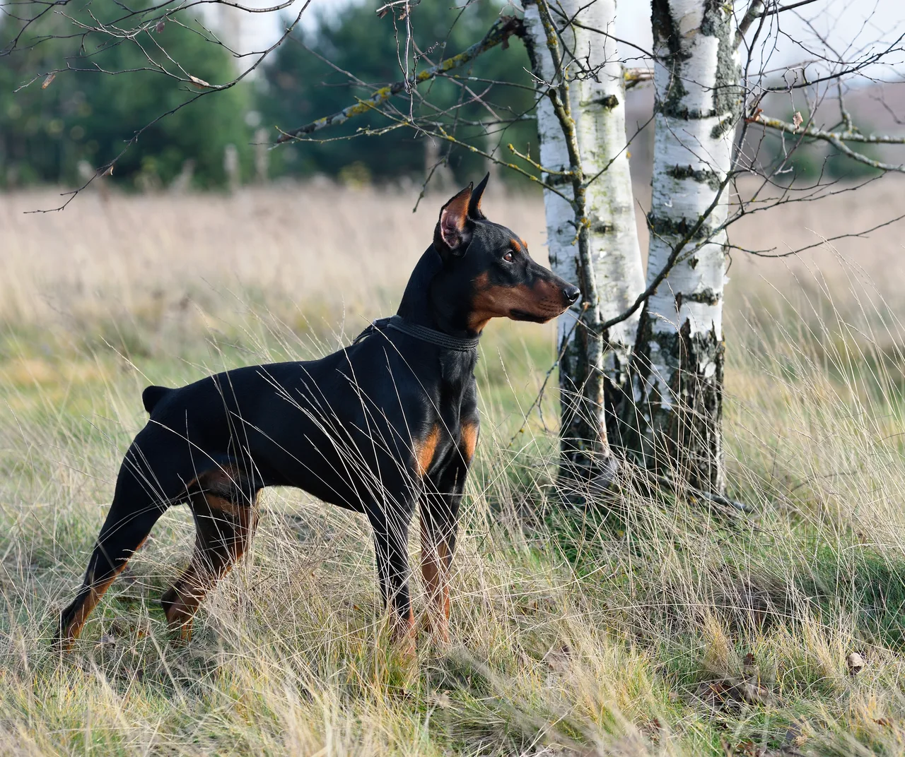 Duitse Pinscher