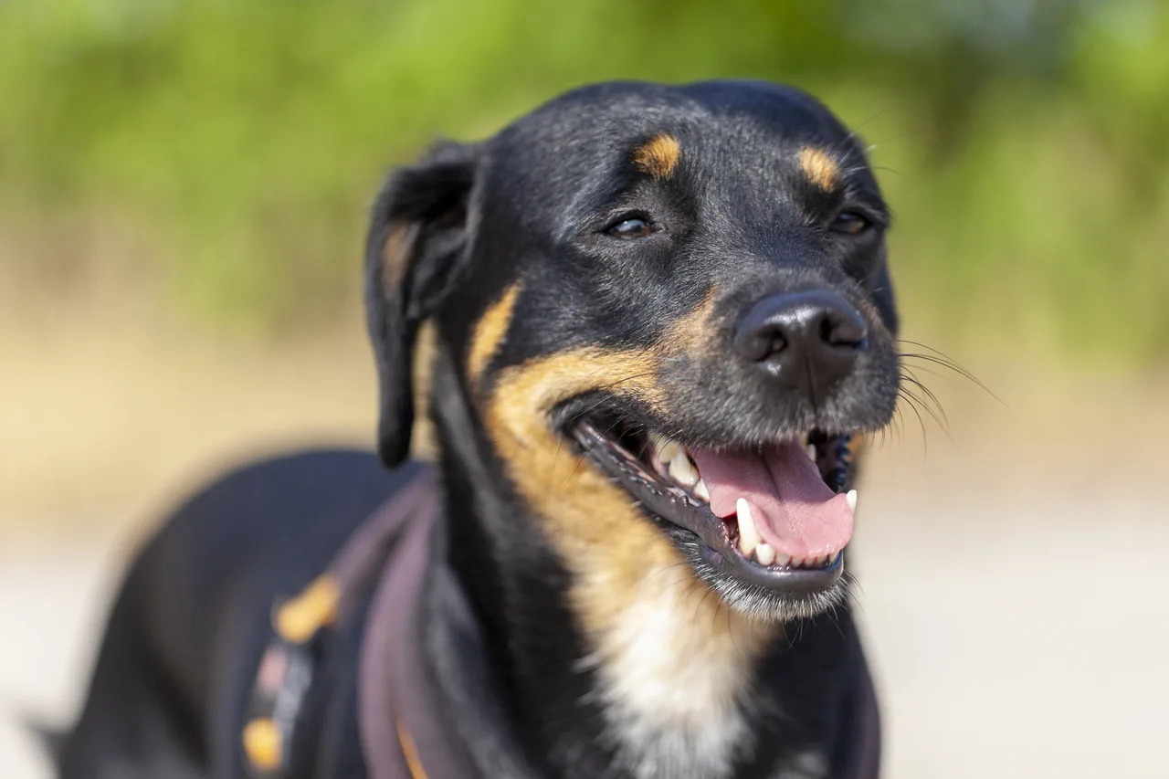 Duitse Pinscher