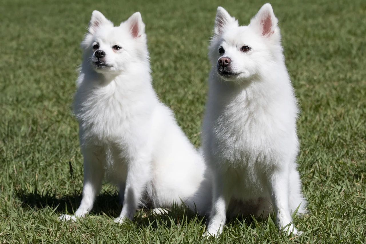 Duitse Spitz