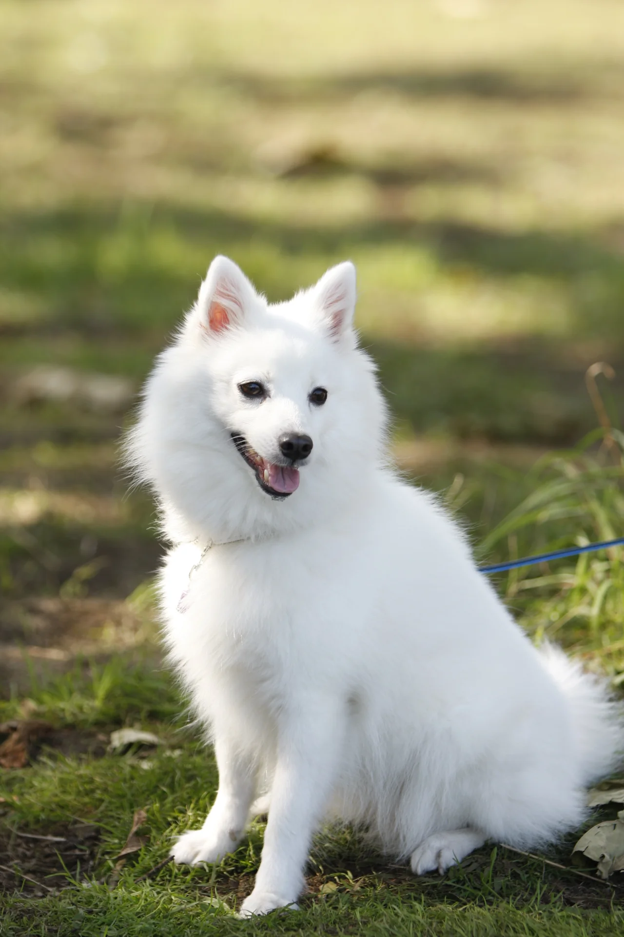 Duitse Spitz