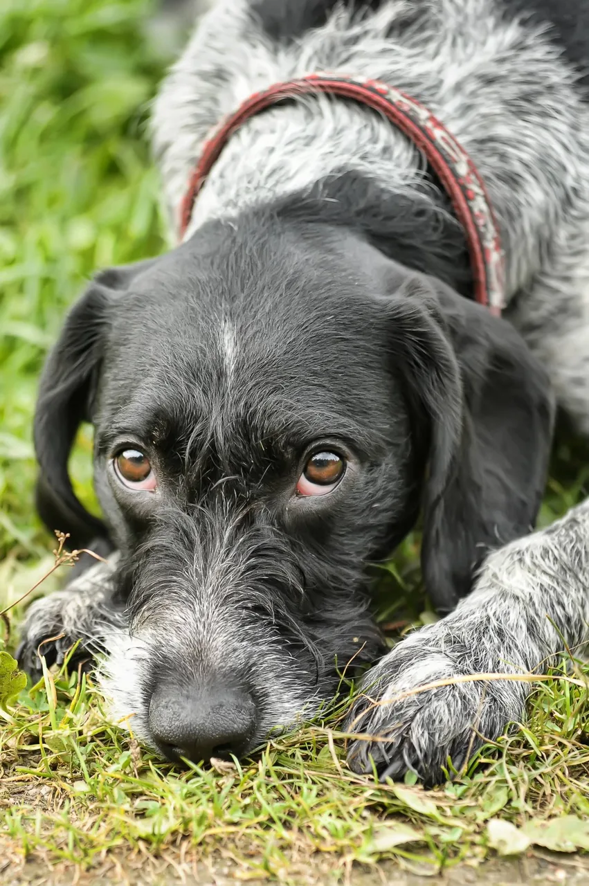 Duitse Staande Hond Draadhaar
