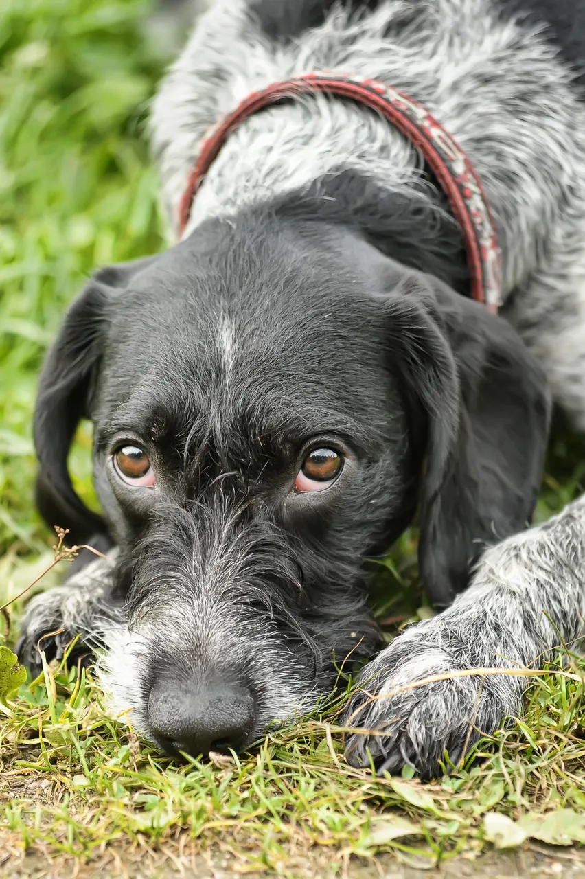 Duitse Staande Hond Draadhaar