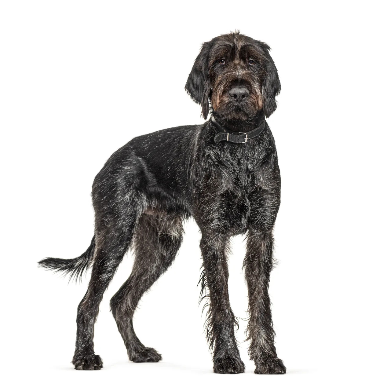 Duitse Staande Hond Draadhaar