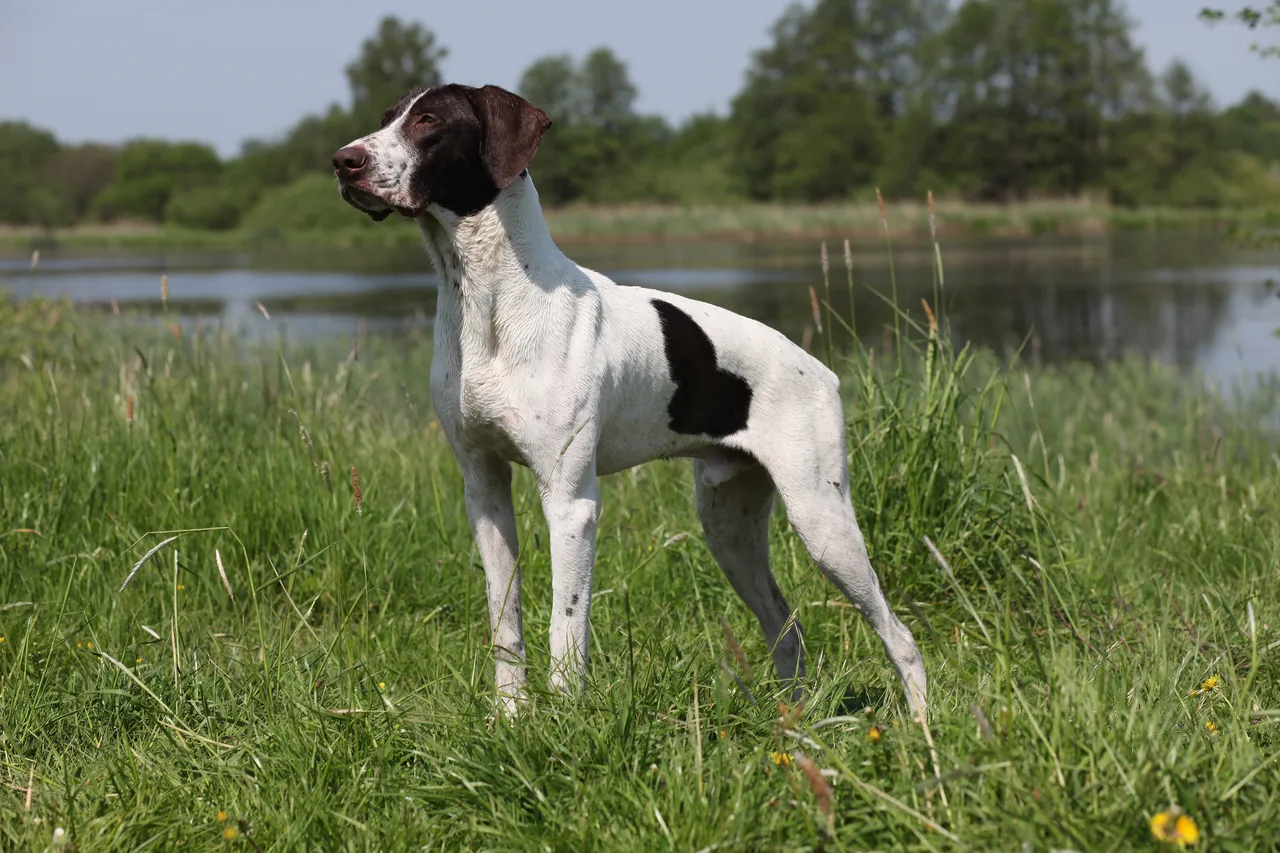 Duitse Staande Hond Korthaar