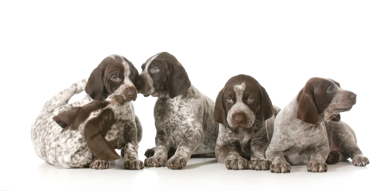 Duitse Staande Hond Korthaar